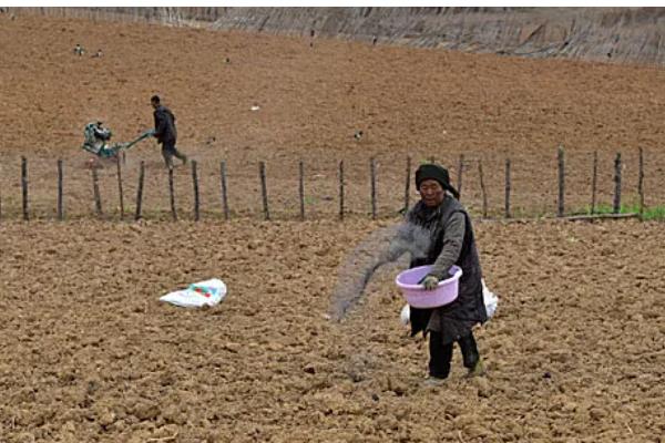 春季种地的时间安排，初春可以在种生菜、菠菜、上海青等