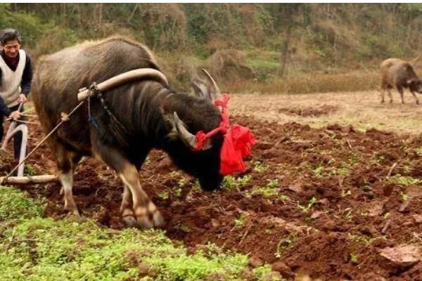 春季种地的时间安排，初春可以在种生菜、菠菜、上海青等