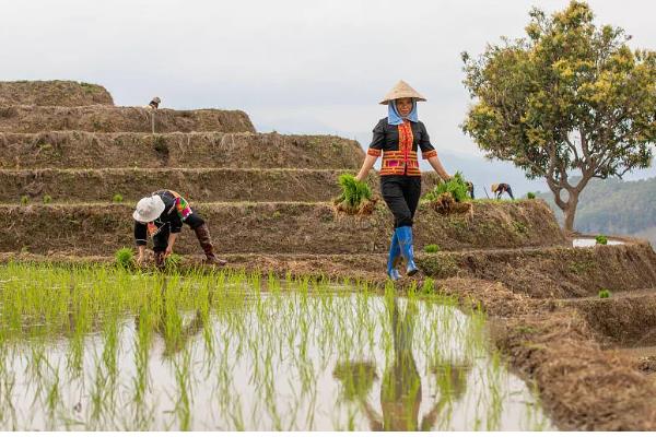 春季种地的时间安排，初春可以在种生菜、菠菜、上海青等
