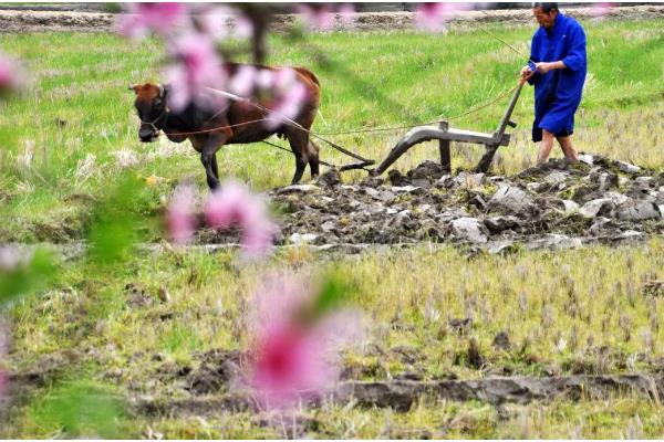 春季种地的时间安排，初春可以在种生菜、菠菜、上海青等