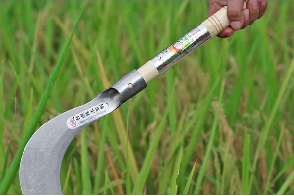 春季种地的时间安排，初春可以在种生菜、菠菜、上海青等