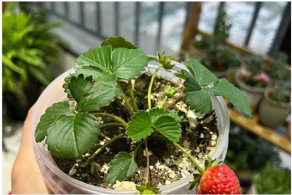 怎么让盆栽草莓结果，采果期间主施磷钾肥