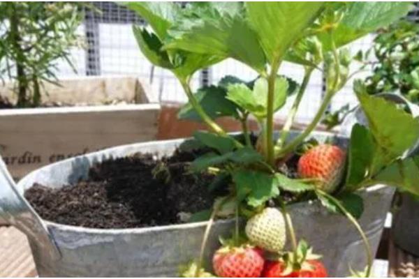 怎么让盆栽草莓结果，采果期间主施磷钾肥