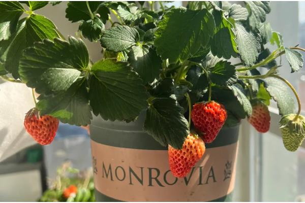怎么让盆栽草莓结果，采果期间主施磷钾肥