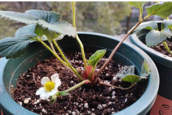 怎么让盆栽草莓结果，采果期间主施磷钾肥