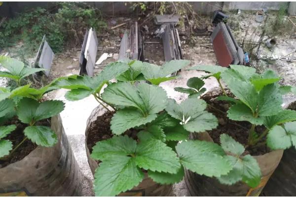 怎么让盆栽草莓结果，采果期间主施磷钾肥