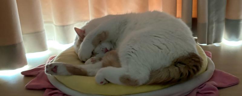 让猫咪进卧室睡觉的好处，呼噜声可促进主人睡眠
