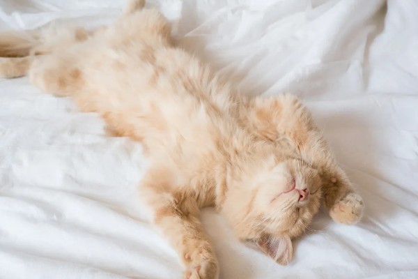 让猫咪进卧室睡觉的好处，呼噜声可促进主人睡眠