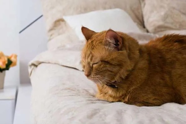 让猫咪进卧室睡觉的好处，呼噜声可促进主人睡眠