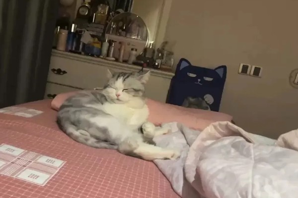 让猫咪进卧室睡觉的好处，呼噜声可促进主人睡眠