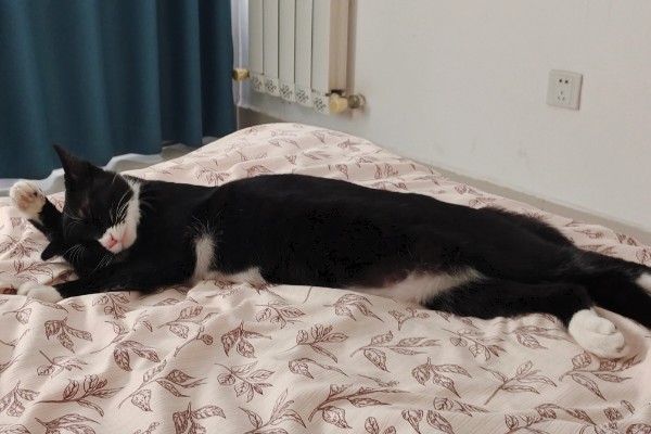 让猫咪进卧室睡觉的好处，呼噜声可促进主人睡眠