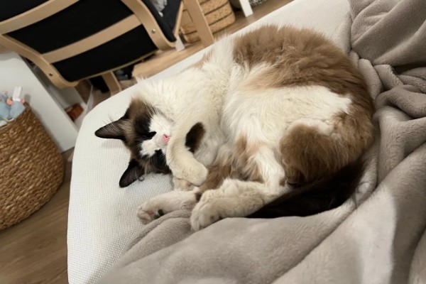 让猫咪进卧室睡觉的好处，呼噜声可促进主人睡眠