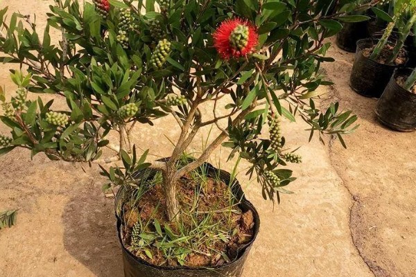 红千层的养殖方法，喜欢生长在比较湿润环境中