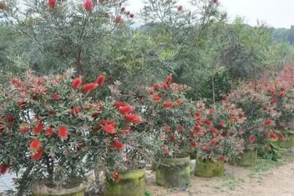 红千层的养殖方法，喜欢生长在比较湿润环境中