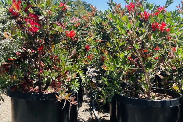 红千层的养殖方法，喜欢生长在比较湿润环境中