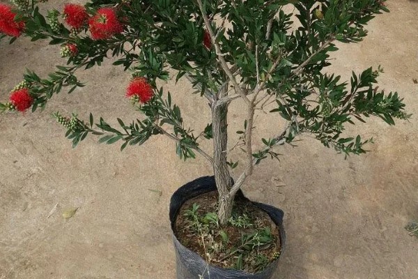 红千层的养殖方法，喜欢生长在比较湿润环境中