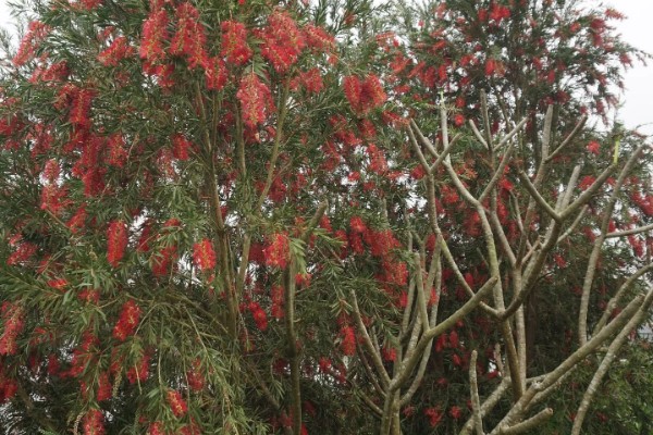 红千层的养殖方法，喜欢生长在比较湿润环境中