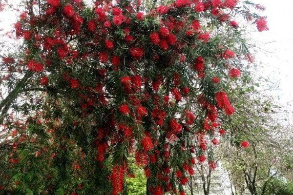 红千层的养殖方法，喜欢生长在比较湿润环境中