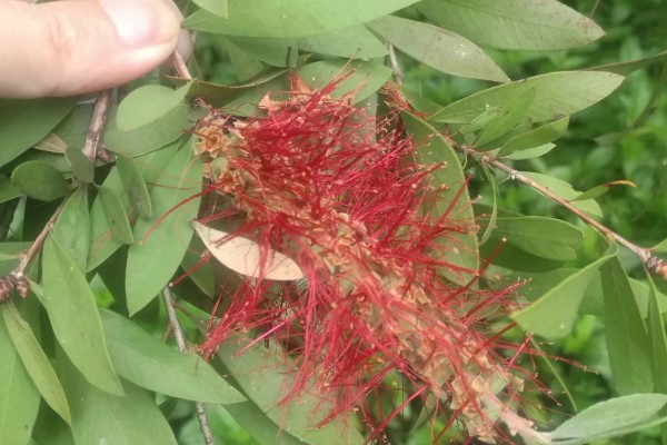 红千层的养殖方法，喜欢生长在比较湿润环境中