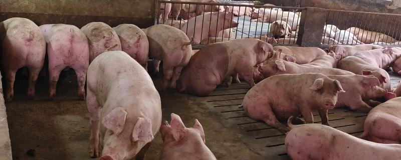 养一百头猪要多大，占地面积与猪的生长阶段有关