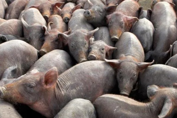 养一百头猪要多大,占地面积与猪的生长阶段有关