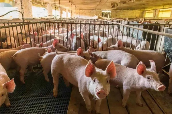 养一百头猪要多大,占地面积与猪的生长阶段有关