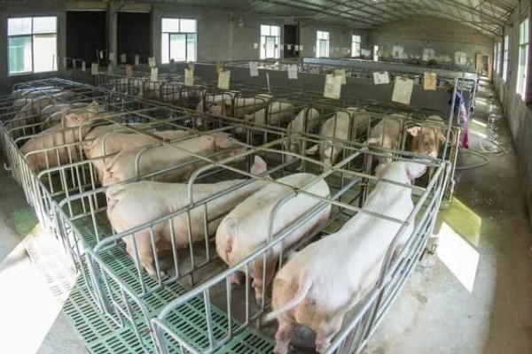 养一百头猪要多大,占地面积与猪的生长阶段有关