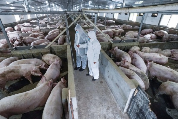 养一百头猪要多大,占地面积与猪的生长阶段有关