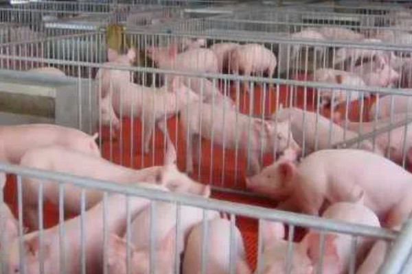 养一百头猪要多大,占地面积与猪的生长阶段有关