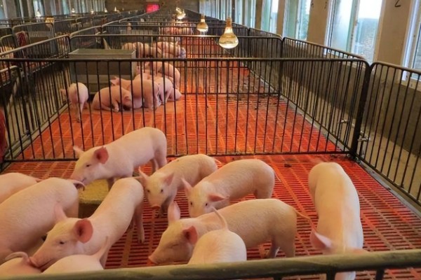 养一百头猪要多大,占地面积与猪的生长阶段有关