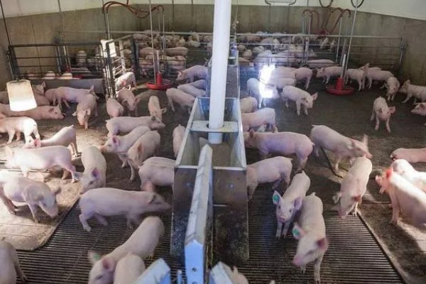 养一百头猪要多大,占地面积与猪的生长阶段有关