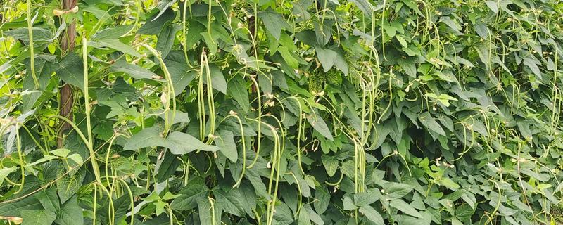 菜碗豆角在几月份种，在2-3月份种植