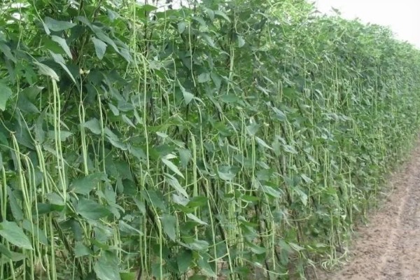 菜碗豆角在几月份种，在2-3月份种植