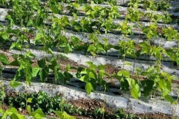 菜碗豆角在几月份种，在2-3月份种植