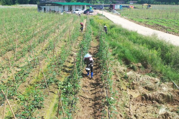 菜碗豆角在几月份种，在2-3月份种植