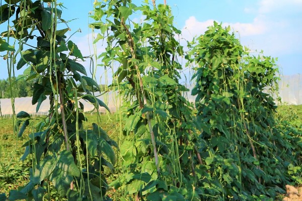 菜碗豆角在几月份种，在2-3月份种植