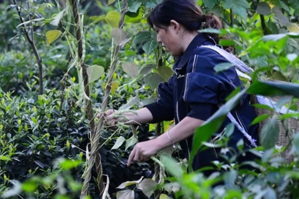 菜碗豆角在几月份种，在2-3月份种植