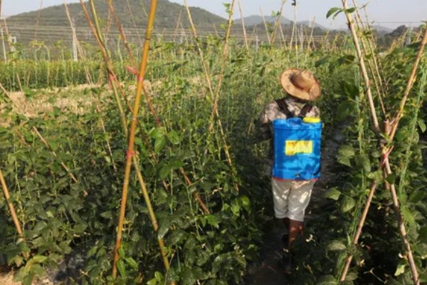 菜碗豆角在几月份种，在2-3月份种植