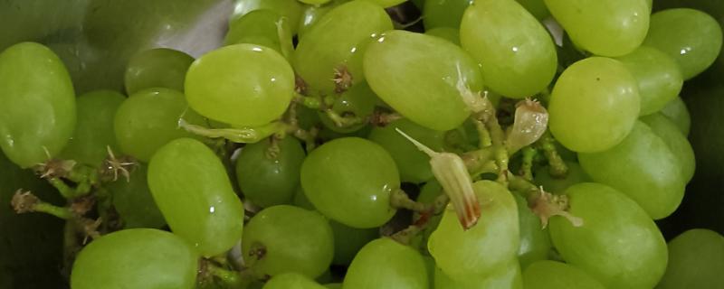 提子是葡萄吗，提子是葡萄中的一种