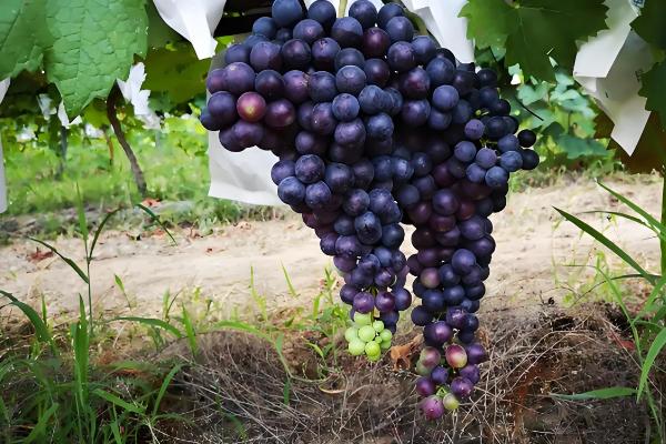 提子是葡萄吗，提子是葡萄中的一种