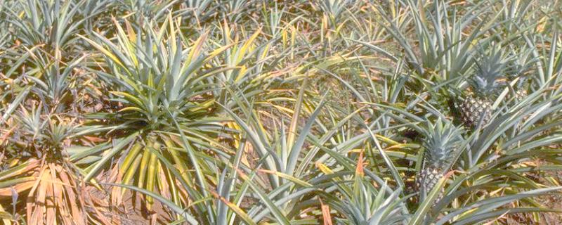 菠萝种植的注意事项，生长适温26-30℃