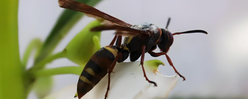 被一只马蜂蛰了有什么后果，被大型马蜂蛰到会很危险