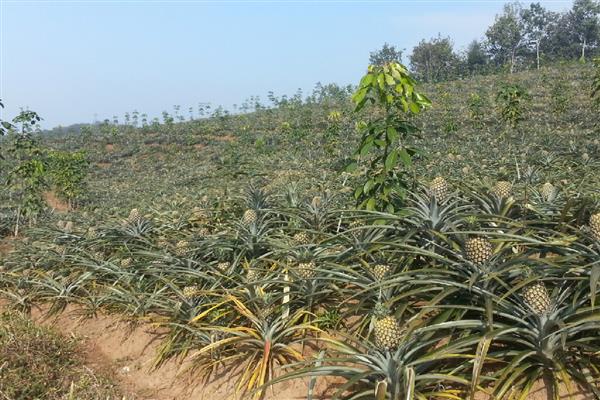 菠萝种植的注意事项，生长适温26-30℃