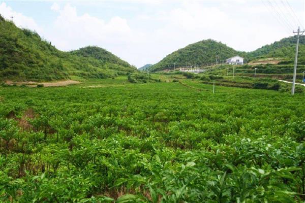 魔芋的追肥方法，首次追肥在长叶后进行