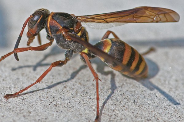 被一只马蜂蛰了有什么后果，被大型马蜂蛰到会很危险