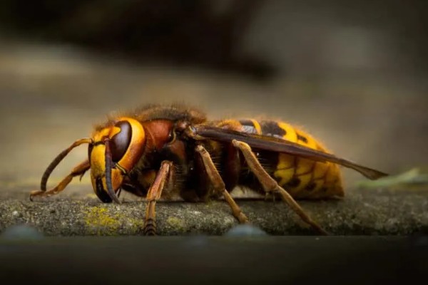 被一只马蜂蛰了有什么后果，被大型马蜂蛰到会很危险