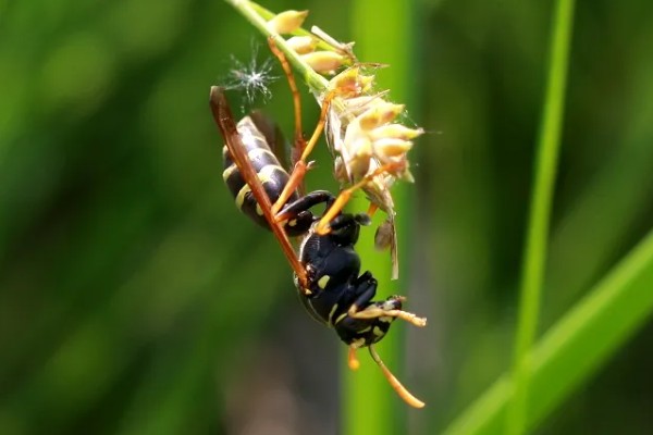 被一只马蜂蛰了有什么后果，被大型马蜂蛰到会很危险