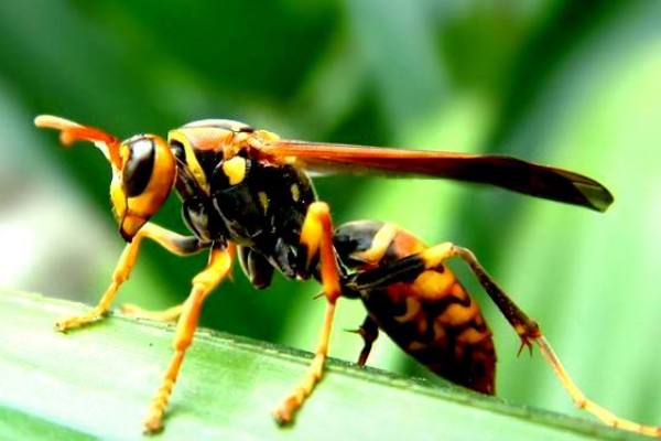 被一只马蜂蛰了有什么后果，被大型马蜂蛰到会很危险