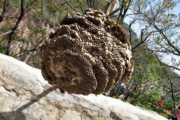 被一只马蜂蛰了有什么后果，被大型马蜂蛰到会很危险