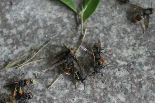 被一只马蜂蛰了有什么后果，被大型马蜂蛰到会很危险